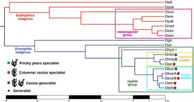 Evolution of the odorant-binding protein gene family in Drosophila